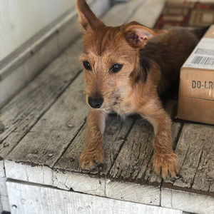 Meet your Posher, Rapid_